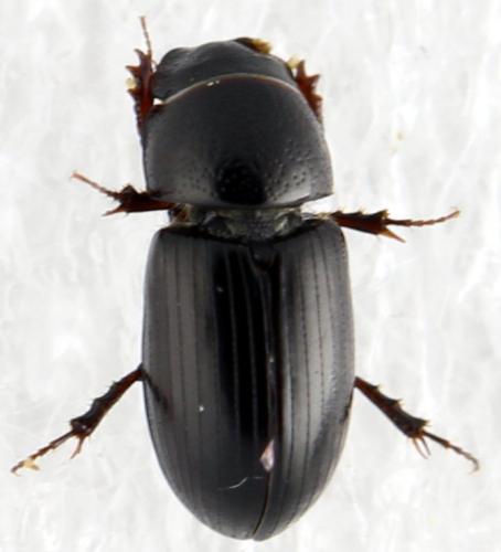 Réf. 325 733 : Liothorax niger